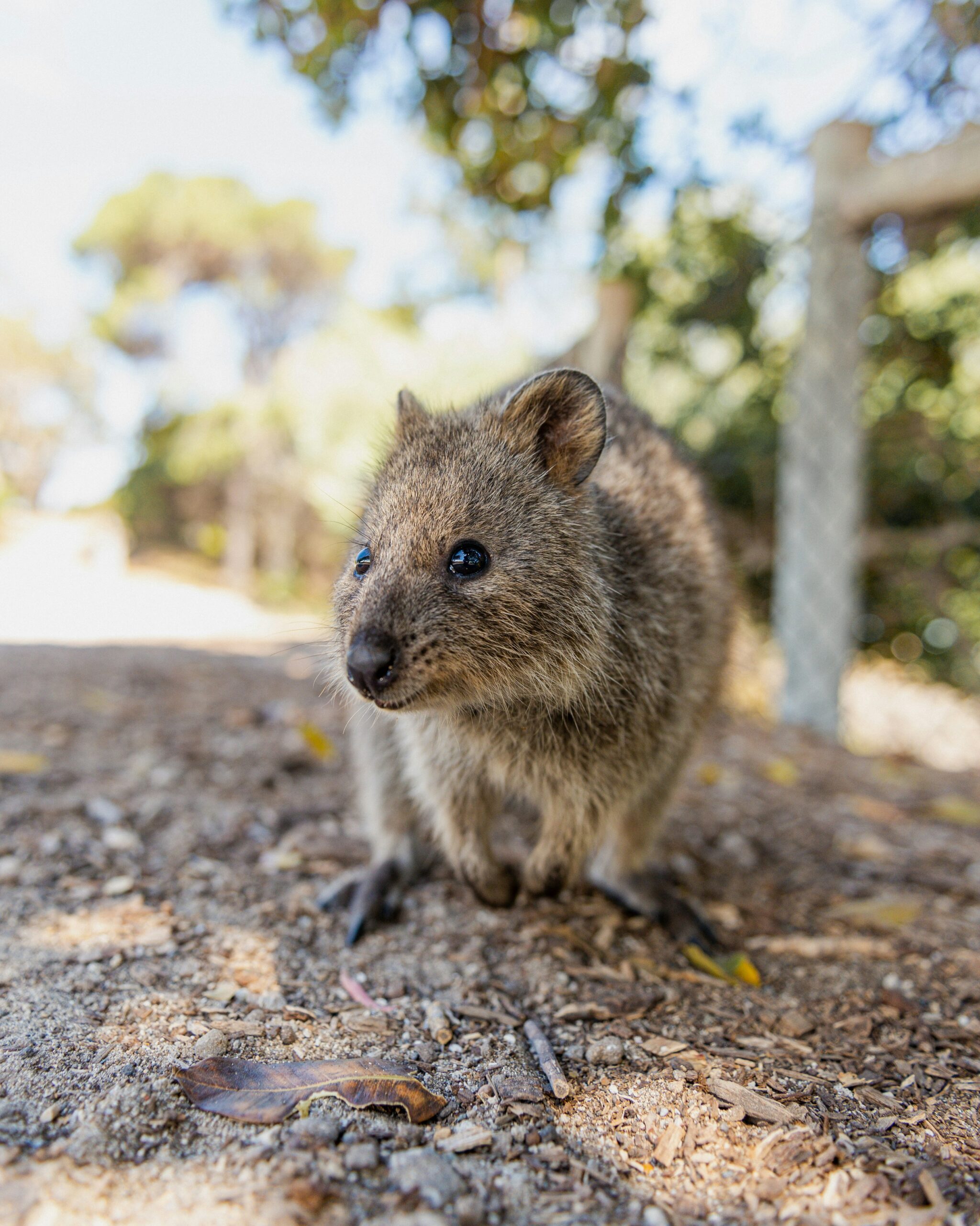 Rottnest Island desde Perth
